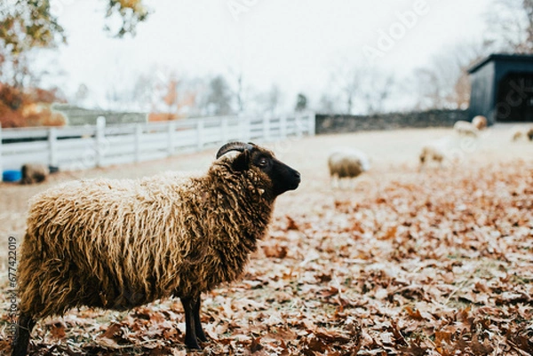 Obraz sheep in a field