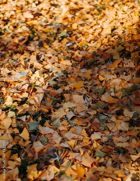 Obraz autumn leaves background