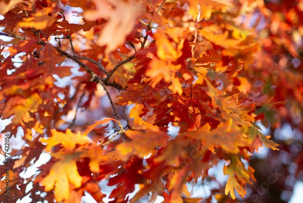 Obraz autumn leaves on a tree