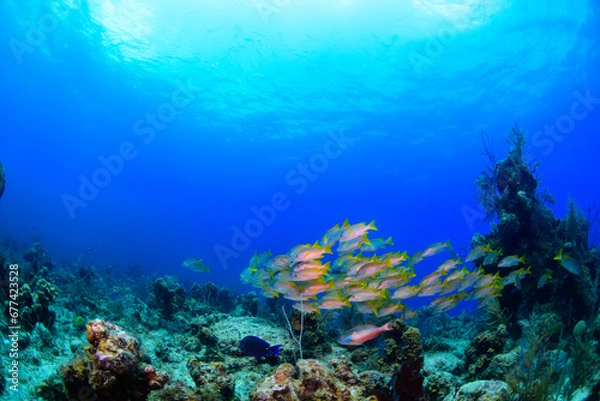 Obraz coral reef with fish