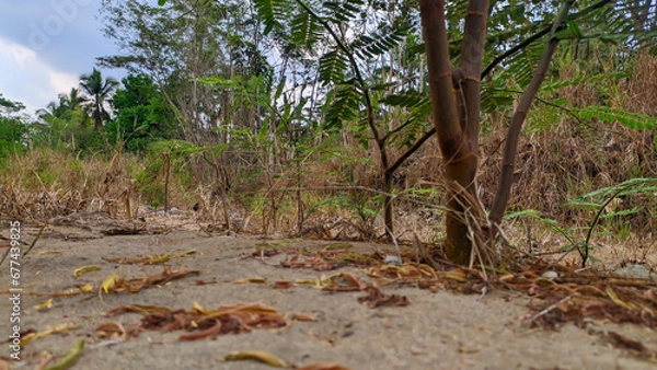 Fototapeta view of the stem of the Mimosa pigra plant