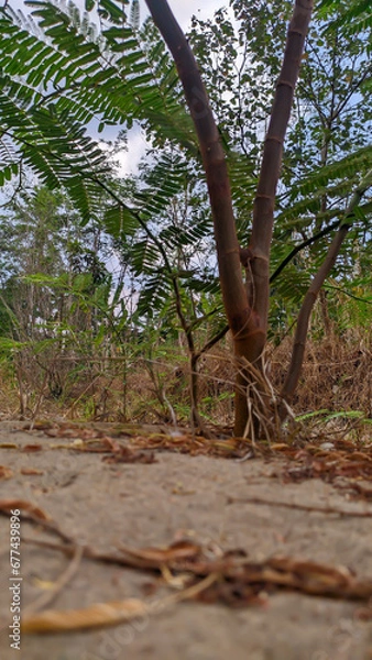 Fototapeta view of the stem of the Mimosa pigra plant