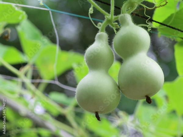 Fototapeta ひょうたんの実