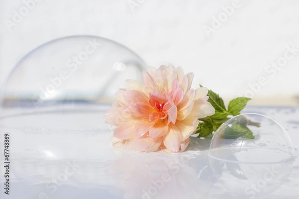 Obraz soap bubbles and flower