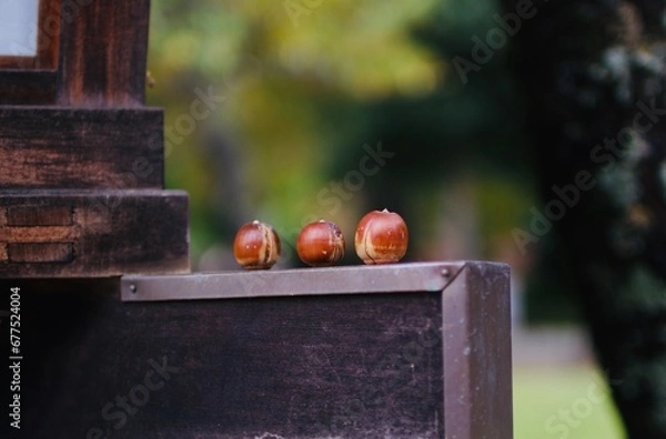 Fototapeta ３つ並んだドングリ〜ドングリの背比べ