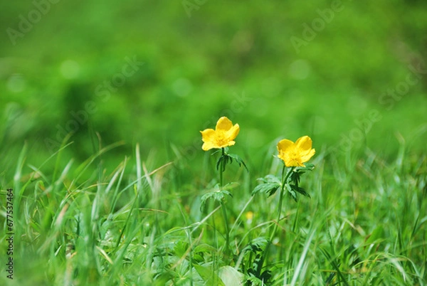 Fototapeta 日本中央アルプス・千畳敷カールの花