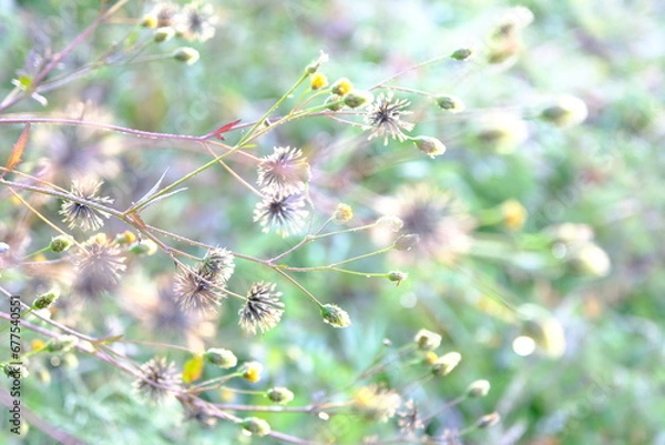 Obraz さまざまな自然素材　コセンダングサ