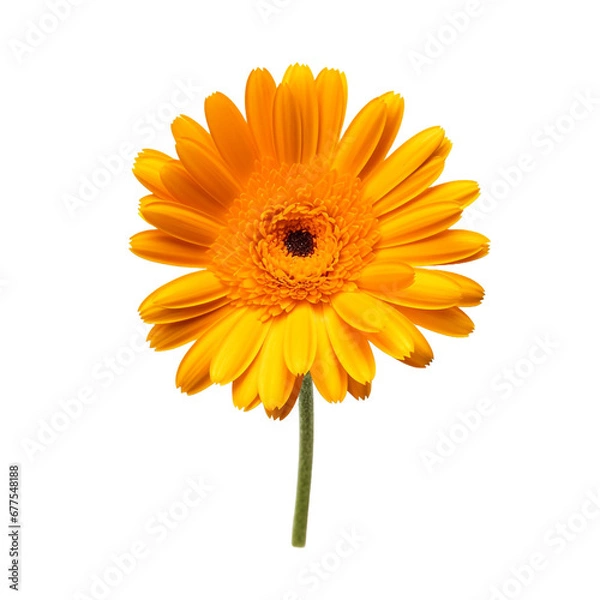 Obraz Calendula flower isolated on transparent background