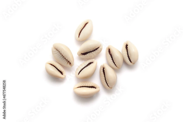 Obraz Top view of Cowrie (Cypraea chinensis) isolated on a white background.