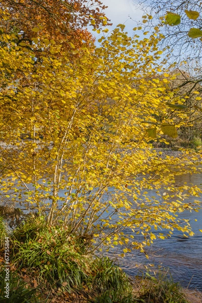 Obraz Autumn colours, riverside walk, November 2011
