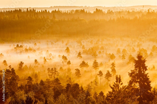 Obraz Misty Trees in the Morning