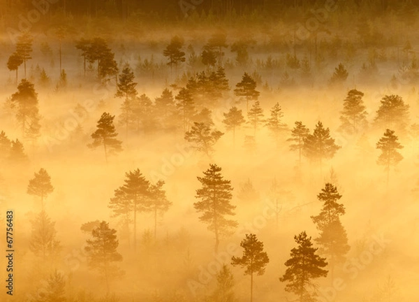 Obraz Misty Trees in the Morning
