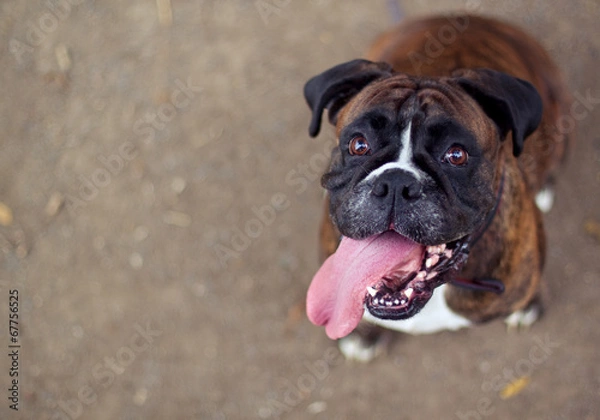 Obraz Boxer dog