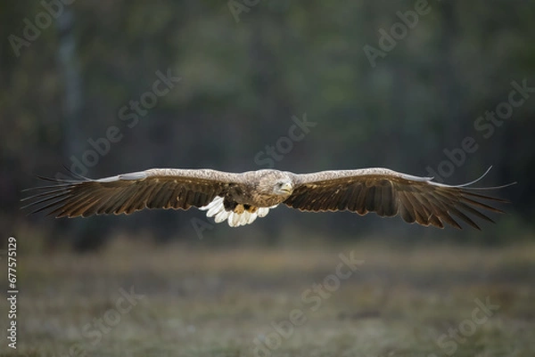 Fototapeta Birds of prey - white-tailed eagle in flight (Haliaeetus albicilla)