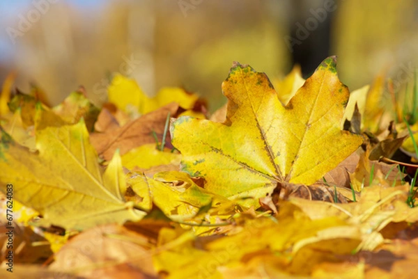 Fototapeta autumn maple leaf on the ground close-up
