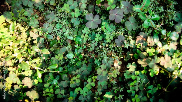Obraz Leaf Background backdrop, background original picture original, background original identity foreground.