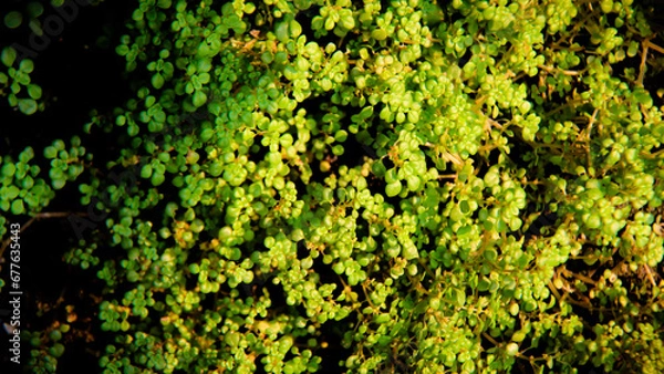 Obraz Leaf Background backdrop, background original picture original, background original identity foreground.