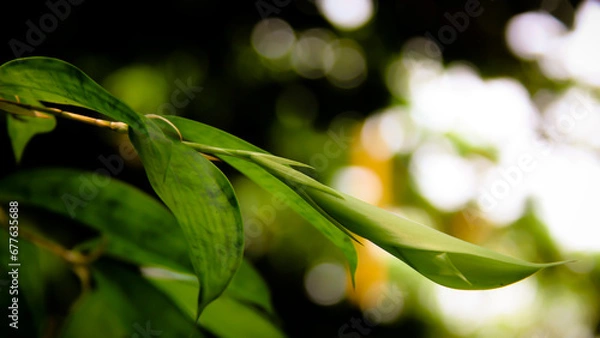 Obraz Leaf Background backdrop, background original picture original, background original identity foreground.