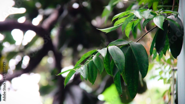 Obraz Leaf Background backdrop, background original picture original, background original identity foreground.