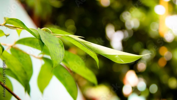 Obraz Leaf Background backdrop, background original picture original, background original identity foreground.