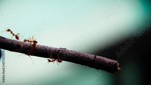 Obraz Red ants walking on tree branches