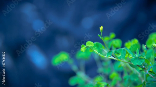 Obraz Leaf Background backdrop, background original picture original, background original identity foreground.