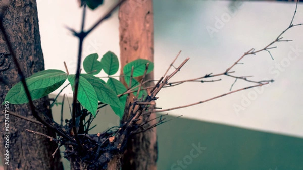 Obraz Leaf Background backdrop, background original picture original, background original identity foreground.