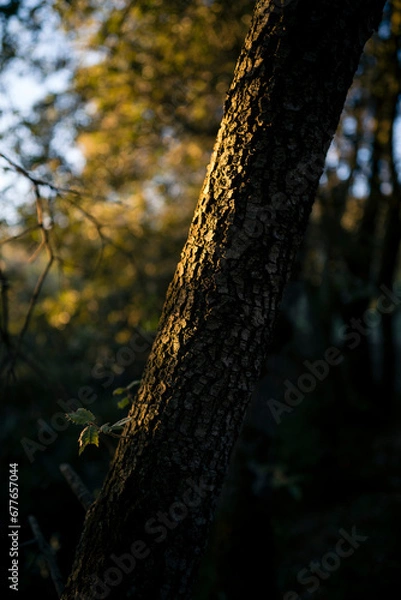 Fototapeta Forest Texture: Close-up of Tree Trunk and Bark in the Shade, Bathed in Gentle Sunlight