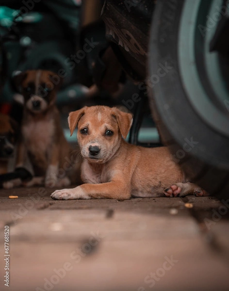 Obraz Cute street stray dog puppies sleeping and playing in India