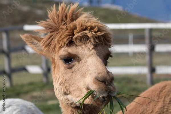 Fototapeta alpaca