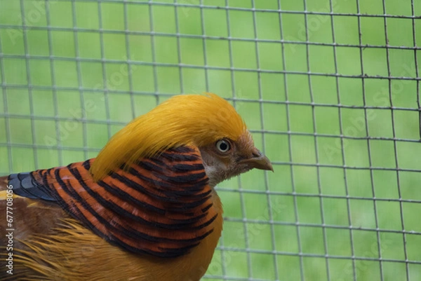 Fototapeta uccello d'oro