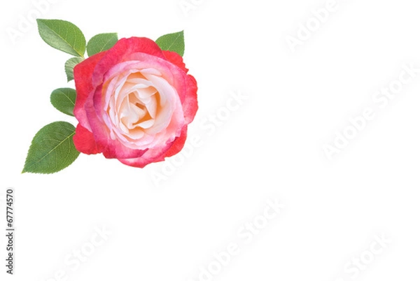 Fototapeta Rose