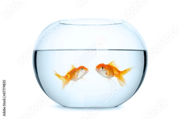 Obraz Small aquarium for two goldfish