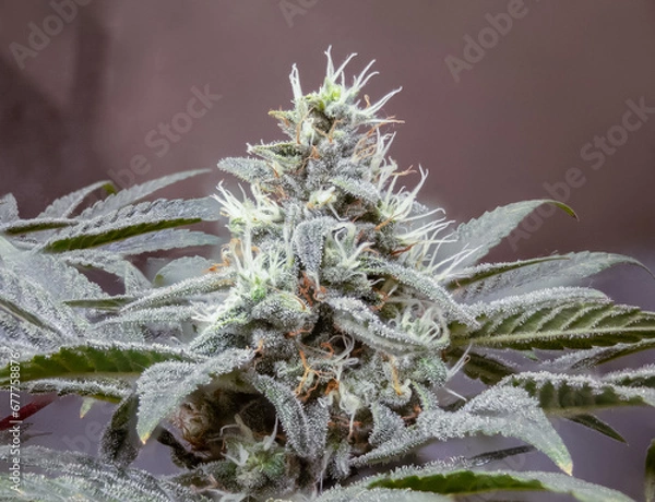 Obraz Cannabis flower