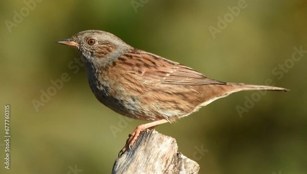 Obraz passera scopaiola