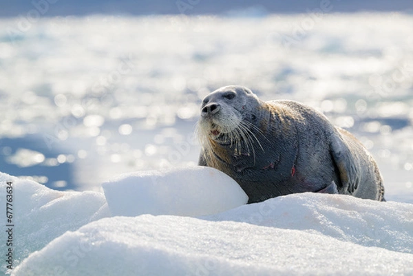 Obraz Bearded seal (Erignathus barbatus), Svalbard, Norway
