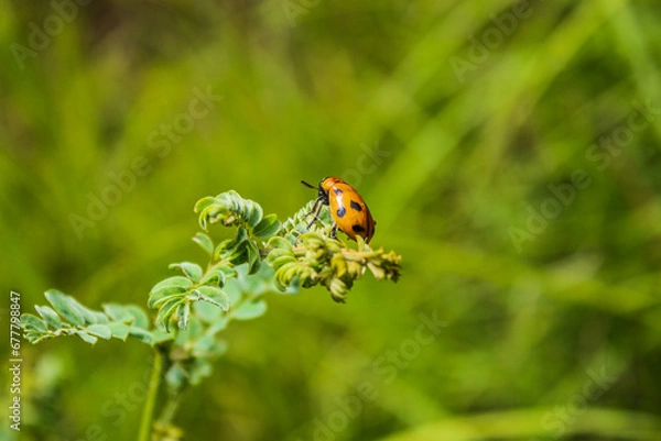 Fototapeta Closeup shot of a ladybug sitting on a plant on green blurry background