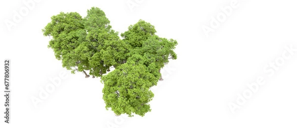Fototapeta Green forest isolated on transparent background. 3d rendering - illustration