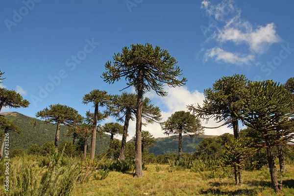 Obraz Araukaria, symbol Chile