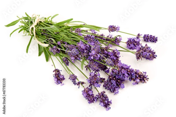 Obraz Lavandula