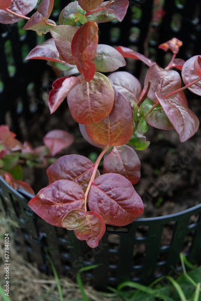 Obraz red and yellow flowers