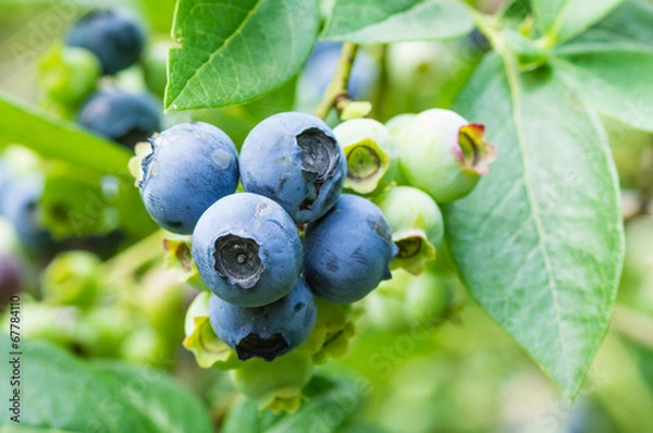 Obraz Blueberries ripening on the bush