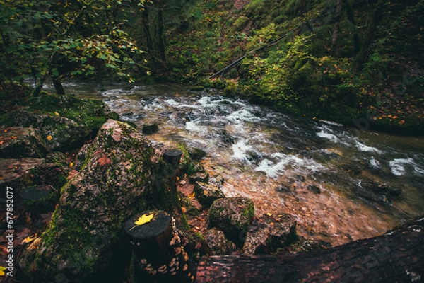 Fototapeta river in the forest