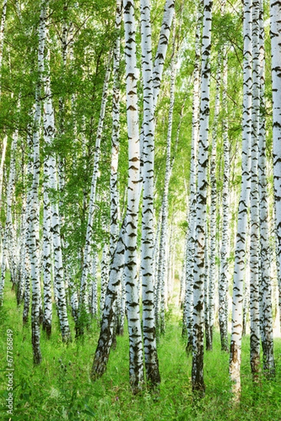 Obraz forest birch