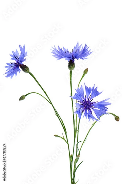 Obraz The beautiful cornflower isolated on white