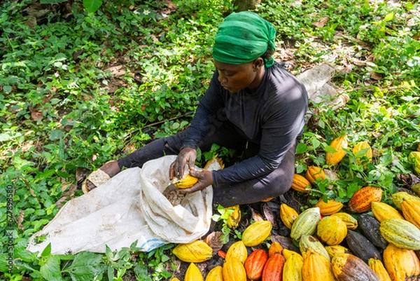 Obraz A farmer removes cocoa beans from the pods and places them in a sack