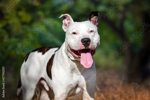 Obraz A smiling white American Staffordshire terrier with different eyes is looking at the photographer. Portrait of a beautiful fighting dog on a walk in a city park. Fighting dogs.