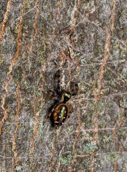 Obraz Shiny jumping spider on a tree