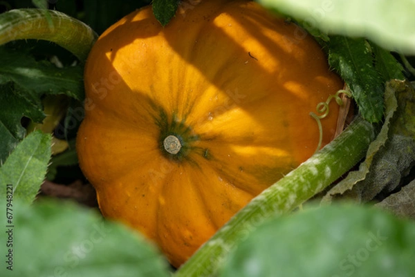 Fototapeta Pumpkin growing under vines
