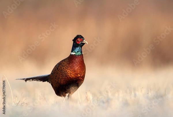 Obraz Pheasant